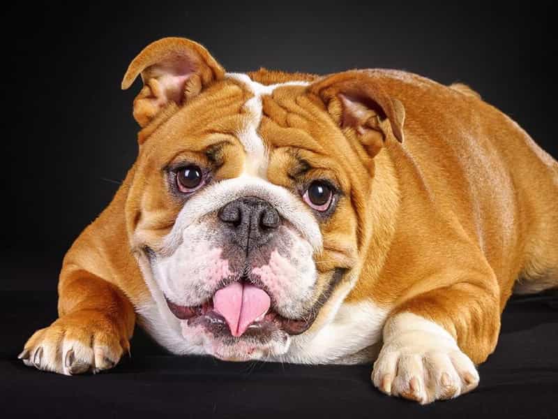 Chó Mặt Xệ Bulldog Anh: Đặc Điểm, Chăm Sóc Toàn Diện và Giá Cả