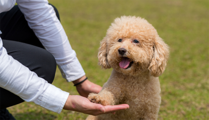 Kỹ thuật huấn luyện chó Poodle hiệu quả từ chuyên gia