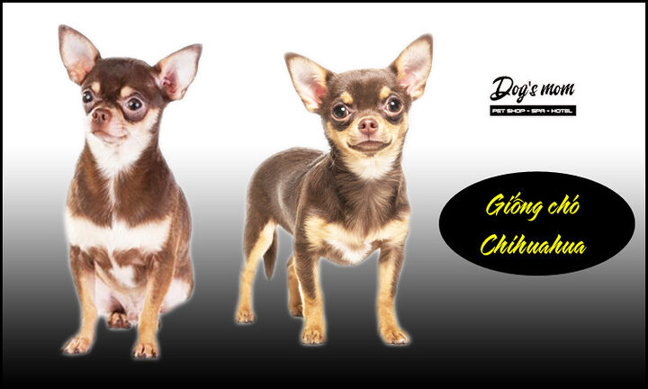 Cách Chăm Sóc Chó Chihuahua Toàn Diện Từ A Đến Z