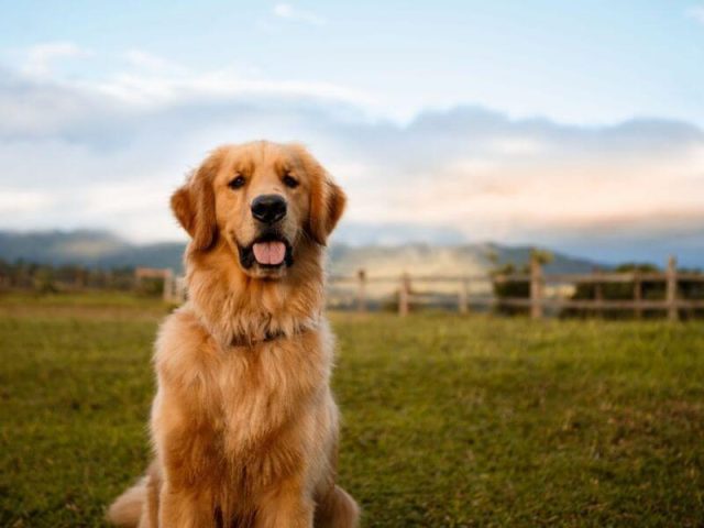 Chó Golden Giá Bao Nhiêu? Hướng Dẫn Chi Tiết Từ A-Z Mới Nhất