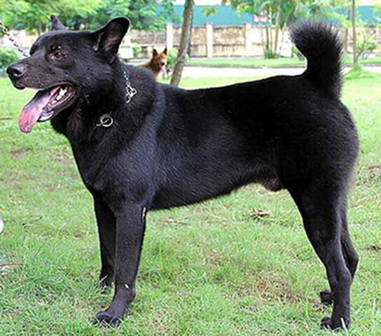 4 Giống Chó Quốc Khuyển Việt Nam Nổi Tiếng: Phân Tích Chuyên Sâu