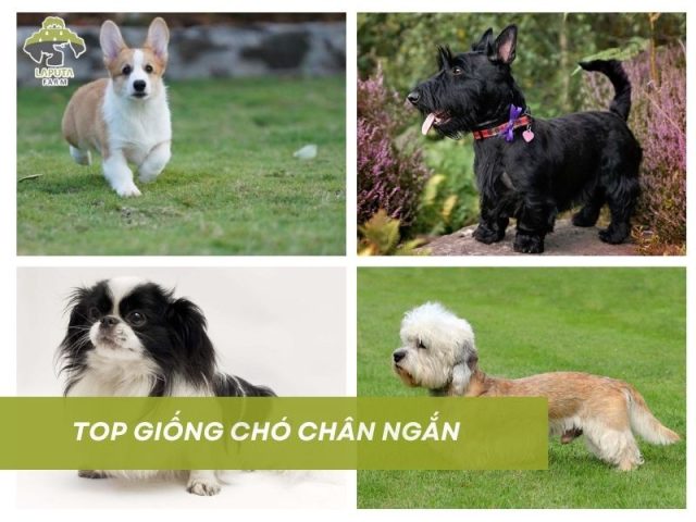 giống chó lùn dễ thương Corgi