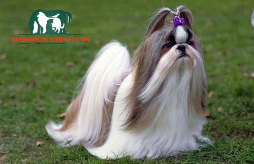 Giống chó Maltese đáng yêu với bộ lông trắng muốt