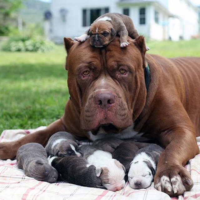 Giống Chó Pitbull: Đặc Điểm, Cách Chăm Sóc Và Tính Cách Thú Cưng Trung Thành Những điều cần lưu ý khi nuôi chó Pitbull