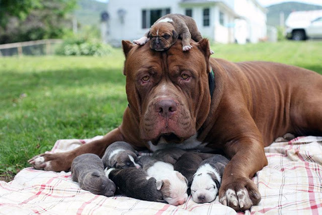 Giống chó Pitbull American với thân hình vạm vỡ, mạnh mẽ