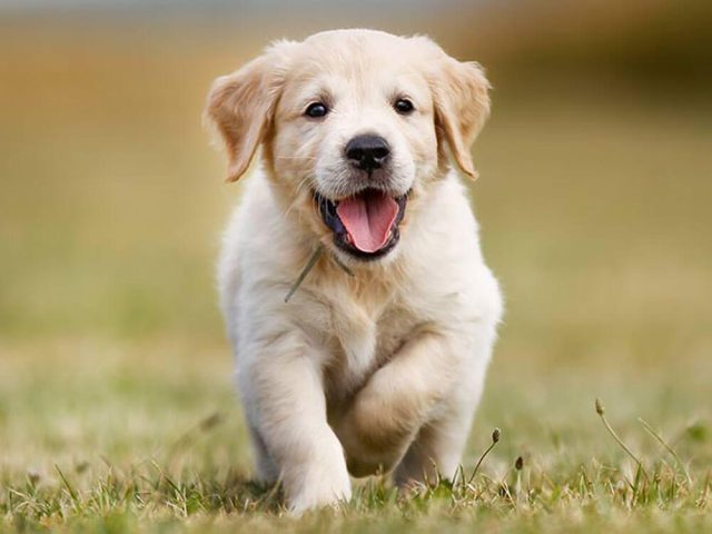 Cách Nuôi Chó Con 1 Tháng: Hướng Dẫn Toàn Diện Cho Chủ Nuôi - image 1