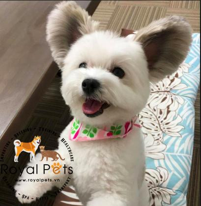 Goma, chú chó lai đáng yêu nhất hành tinh với đôi tai Mickey