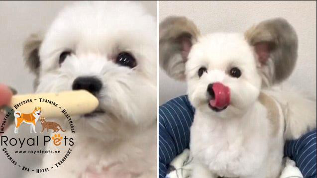 Goma nhỏ bé đáng yêu với đôi tai lớn, chó đáng yêu nhất hành tinh
