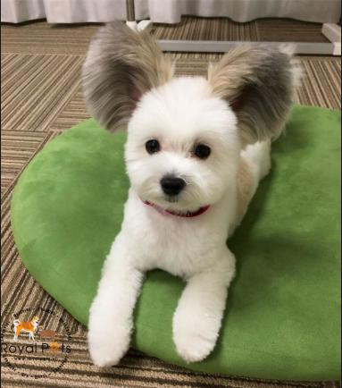 Goma tinh nghịch với chiếc nơ, biểu tượng chó đáng yêu nhất hành tinh