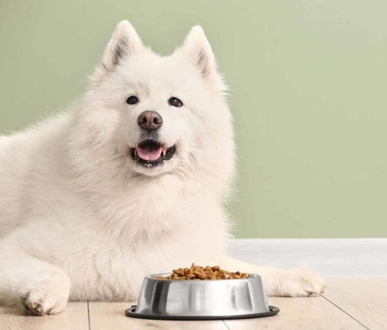 Chó Samoyed Thích Ăn Gì? Hướng Dẫn Dinh Dưỡng Toàn Diện
