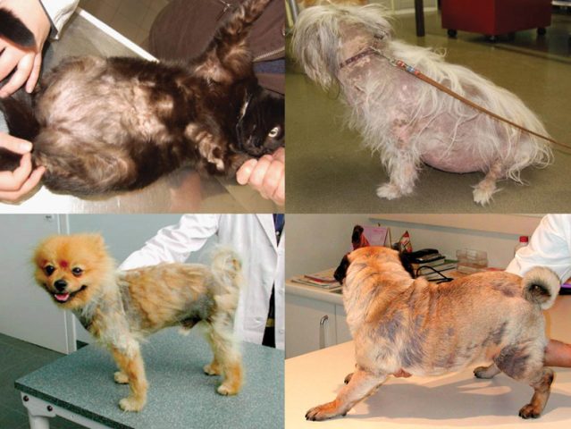 Chó Poodle Bị Viêm Da: Nguyên Nhân, Triệu Chứng và Điều Trị Hiệu Quả
