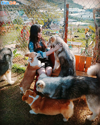Hai chú chó Alaska Husky thân thiện tại Black Rock Garden