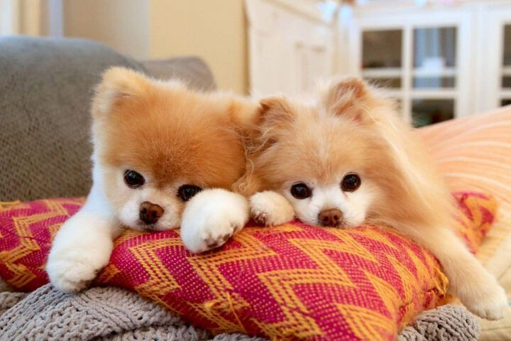 Hai chú chó đáng yêu nhất Boo và Buddy được cộng đồng mạng yêu thích