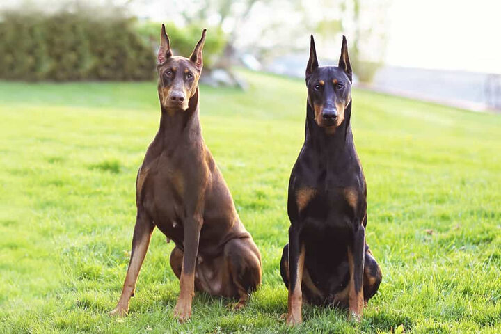 Hai chú chó Doberman đang ngồi trên nền cỏ xanh