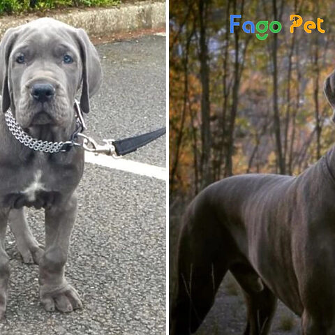 Hai chú chó Great Dane tương tác, thể hiện sự khác biệt về giới tính có thể ảnh hưởng đến giá chó Great Dane