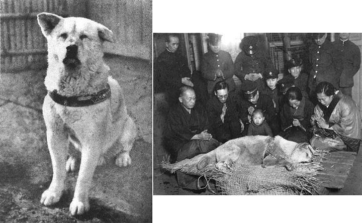 Review Hachiko Chú Chó Đợi Chờ: Biểu Tượng Lòng Trung Thành Vĩnh Cửu - image 2