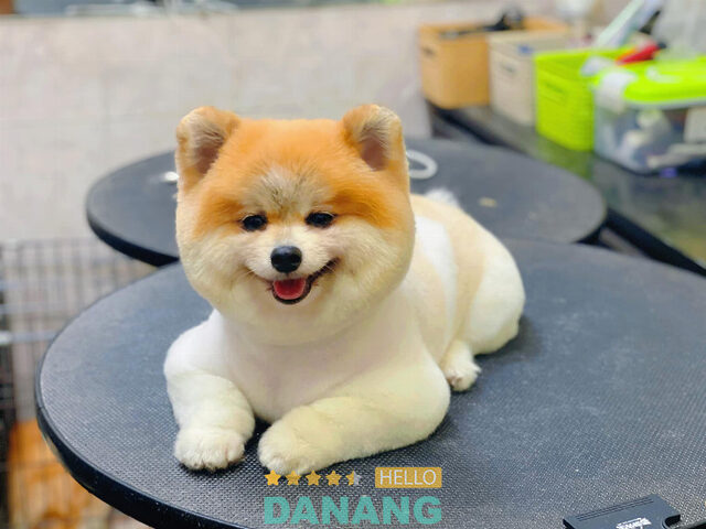 Happy PetShop là địa chỉ bán chó Đà Nẵng được khách hàng yêu thích