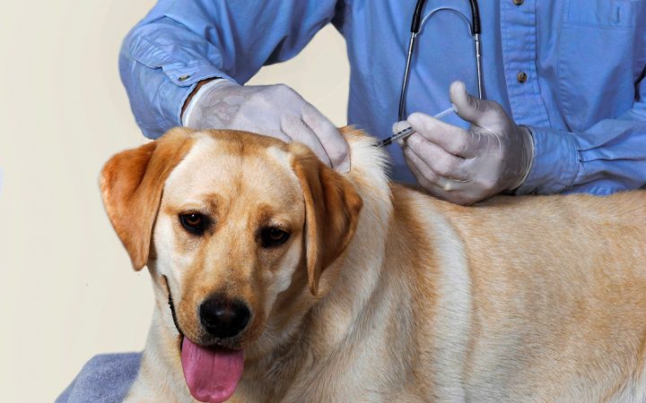 Chó Nuôi Trong Nhà Có Bị Dại Không? Sự Thật & Cách Phòng Ngừa