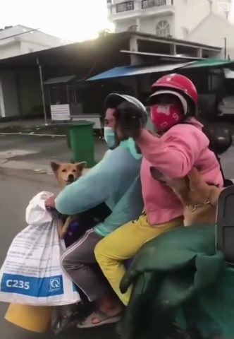 15 Chú Chó Về Quê: Hành Trình Cuối Cùng Đầy Cảm Động