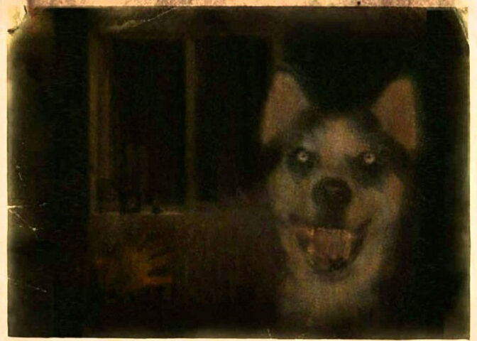 Hình ảnh ám ảnh của chú chó cười đáng sợ, liên quan đến creepypasta