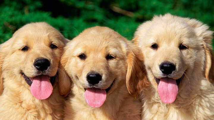 Hình ảnh ba chú chó con dễ thương đang nằm gần nhau