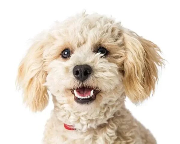 Hình ảnh cận cảnh tai của chó Poodle, cho thấy cấu tạo đặc biệt cần được vệ sinh định kỳ.