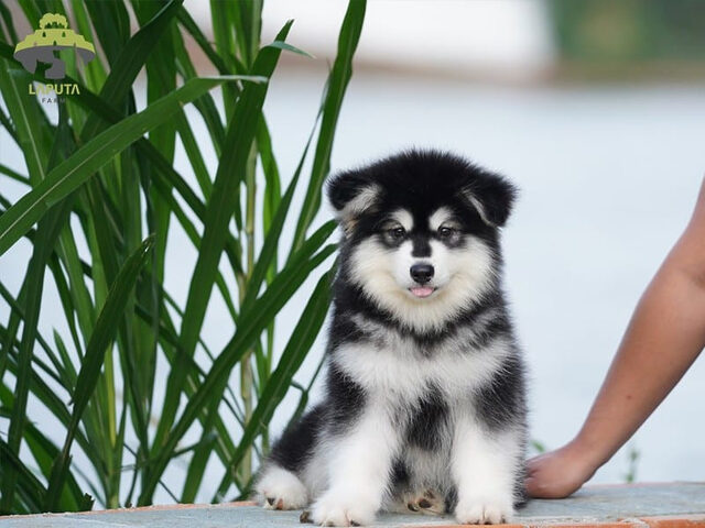 Hình ảnh chó Alaska với nguồn gốc từ vùng tuyết