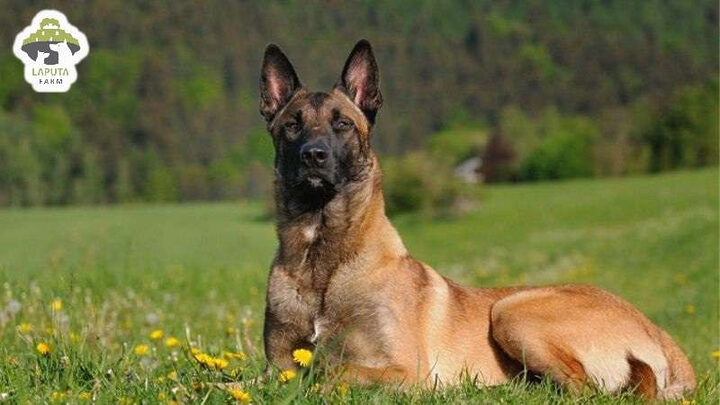 Hình ảnh chó Becgie Bỉ Malinois với tư thế đứng nghiêm chỉnh sau buổi huấn luyện.