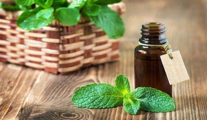 Hình ảnh chó bị ghẻ đang được điều trị bằng phương pháp dân gian như tinh dầu bạc hà, lá chát và củ riềng
