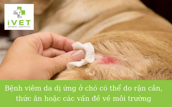 Hình ảnh chó bị viêm da dị ứng với các nốt đỏ và rụng lông