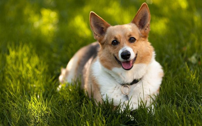 Hình ảnh chó Corgi con đẹp hoạt hình