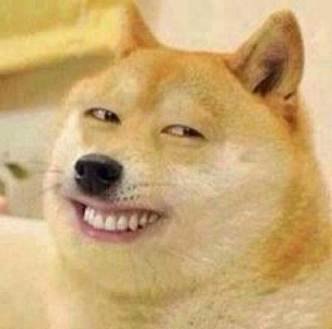 Tuyển Tập Ảnh Chó Shiba Hài Hước Nhất: Cười Thả Ga Với Biểu Cảm “Thần Sầu”