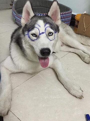 Hình ảnh chó Husky đeo kính vừa hài hước vừa đẹp mắt, một hình ảnh chú chó đẹp đầy cá tính.
