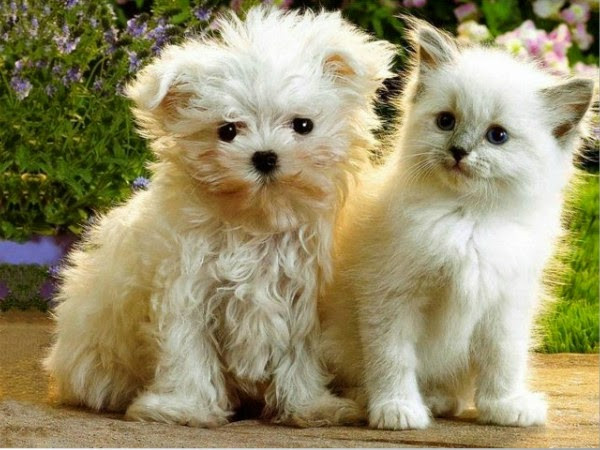 Hình ảnh chó mèo cute sẽ khiến bạn cảm thấy vui vẻ và thư giãn. Bạn sẽ không thể rời mắt khỏi hình ảnh những chú chó, mèo đáng yêu với những biểu cảm hài hước và ngộ nghĩnh của chúng. Để có một ngày tốt đẹp và bắt đầu tuần mới đầy niềm vui, hãy xem ngay bộ sưu tập hình ảnh chó mèo của chúng tôi!