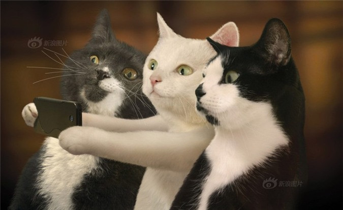 Hình ảnh chó mèo dễ thương cùng đám bạn selfie vui vẻ