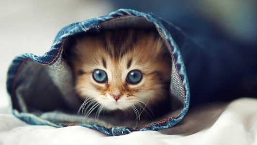 Hình ảnh chó mèo dễ thương nhỏ nhắn và xinh xắn