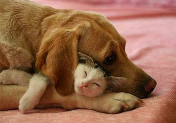 Hình ảnh chó mèo dễ thương thể hiện tình cảm gắn bó