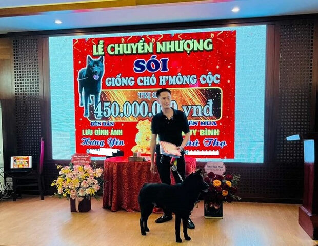 Hình ảnh chó Mông Cộc đực dáng vẻ hùng dũng, thể hiện sự mạnh mẽ, uy nghiêm
