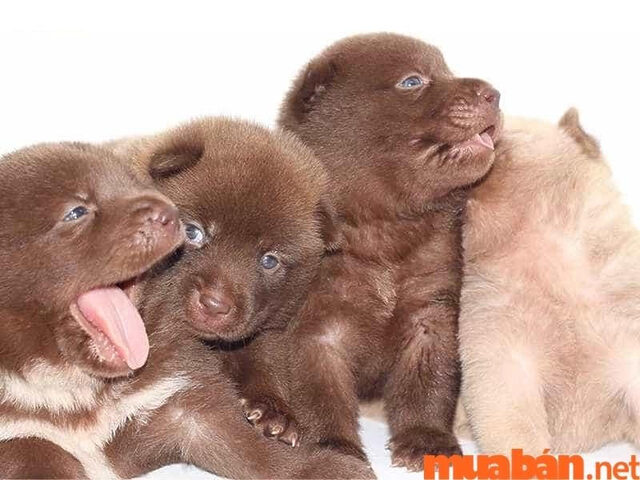 Hình ảnh chó Mông Cộc màu vàng kem, đứng vững chãi trên nền cỏ xanh