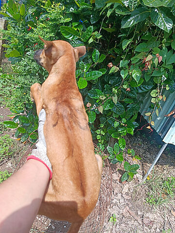 Hình ảnh chó Phú Quốc con xoáy lưng bản tại Mochi Cat