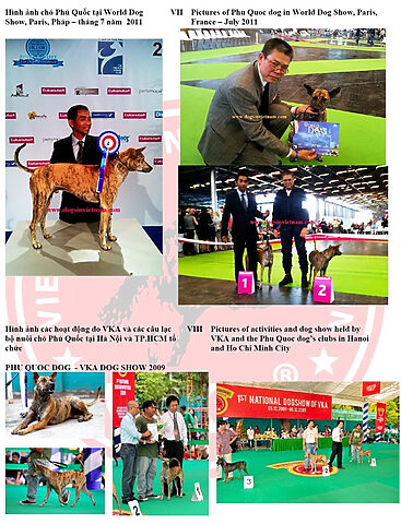 Hình ảnh chó Phú Quốc tại World Dog Show, Paris, Pháp vào tháng 7 năm 2011, đánh dấu bước ngoặt quốc tế của giống chó