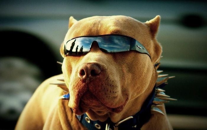 Hình ảnh chó Pitbull đeo kính mạnh mẽ và cá tính, một hình ảnh chú chó đẹp đầy uy lực.