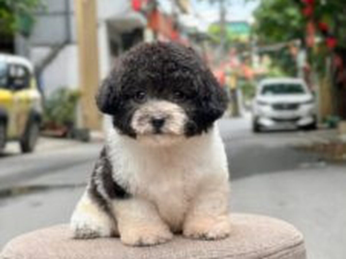 Cách Nuôi Chó Poodle Hiệu Quả: Hướng Dẫn Chăm Sóc, Dinh Dưỡng Và Huấn Luyện Tạo môi trường sống cho chó Poodle