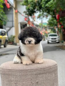 Hình ảnh chó Poodle bò sữa đáng yêu, minh họa cho các ưu điểm của việc có nên nuôi chó Poodle