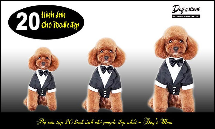 Kinh nghiệm chọn chó Poodle: Hướng dẫn chi tiết từ A-Z