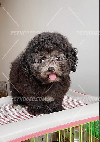 Hình ảnh chó Poodle Tiny xám đáng yêu, một giống chó Poodle phổ biến