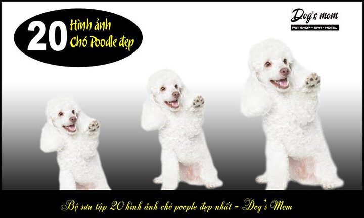 Kinh nghiệm chọn chó Poodle: Hướng dẫn chi tiết từ A-Z