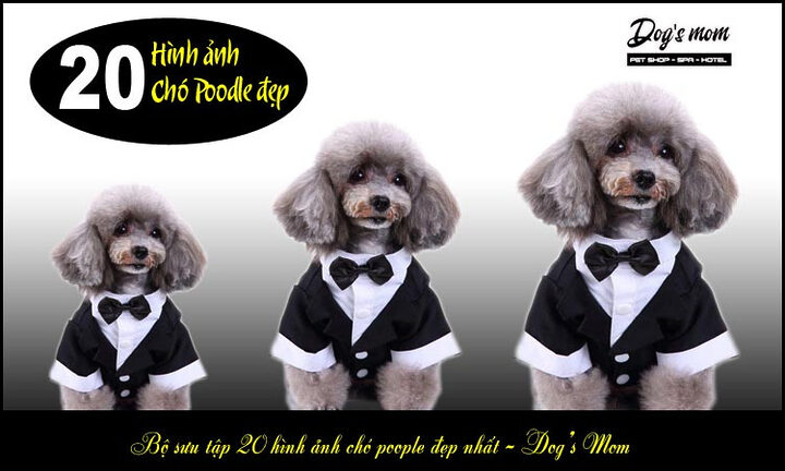 Kinh nghiệm chọn chó Poodle: Hướng dẫn chi tiết từ A-Z