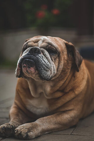 Hình ảnh chó Pug mặt xệ 4K đẹp nhất với bộ lông đen