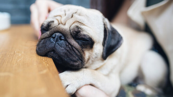 Hình ảnh chó Pug mặt xệ chất lượng cao đang ngồi trên ghế sofa
